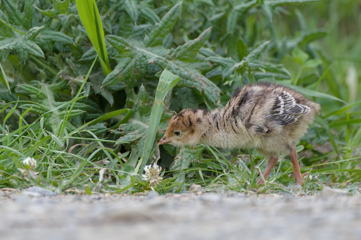 シチメンチョウ - ML644419345