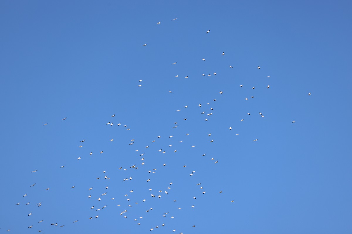 American White Pelican - ML644419346