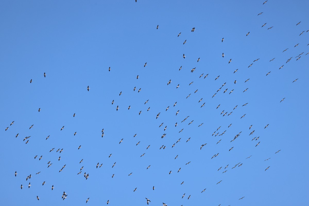 American White Pelican - ML644419347