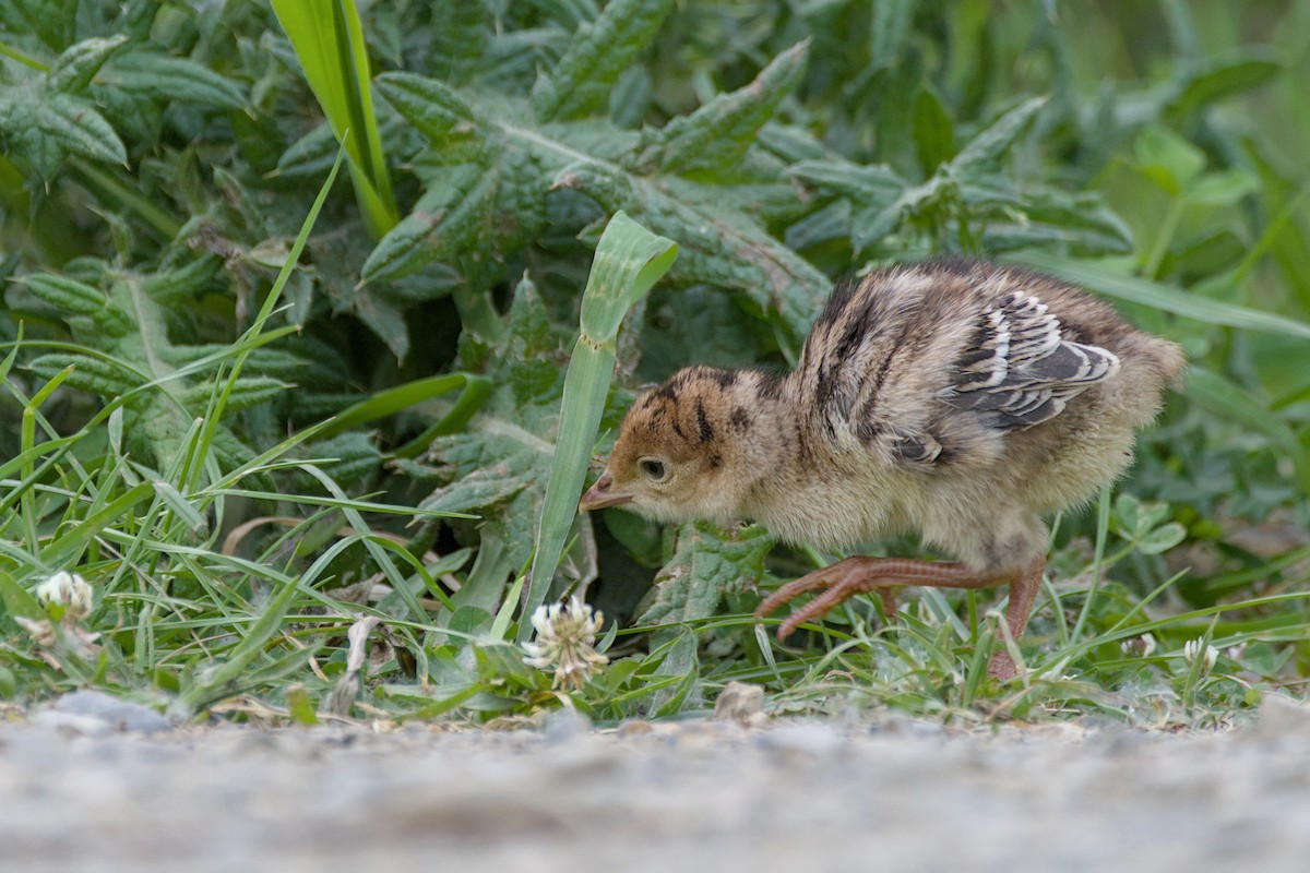 シチメンチョウ - ML644419353