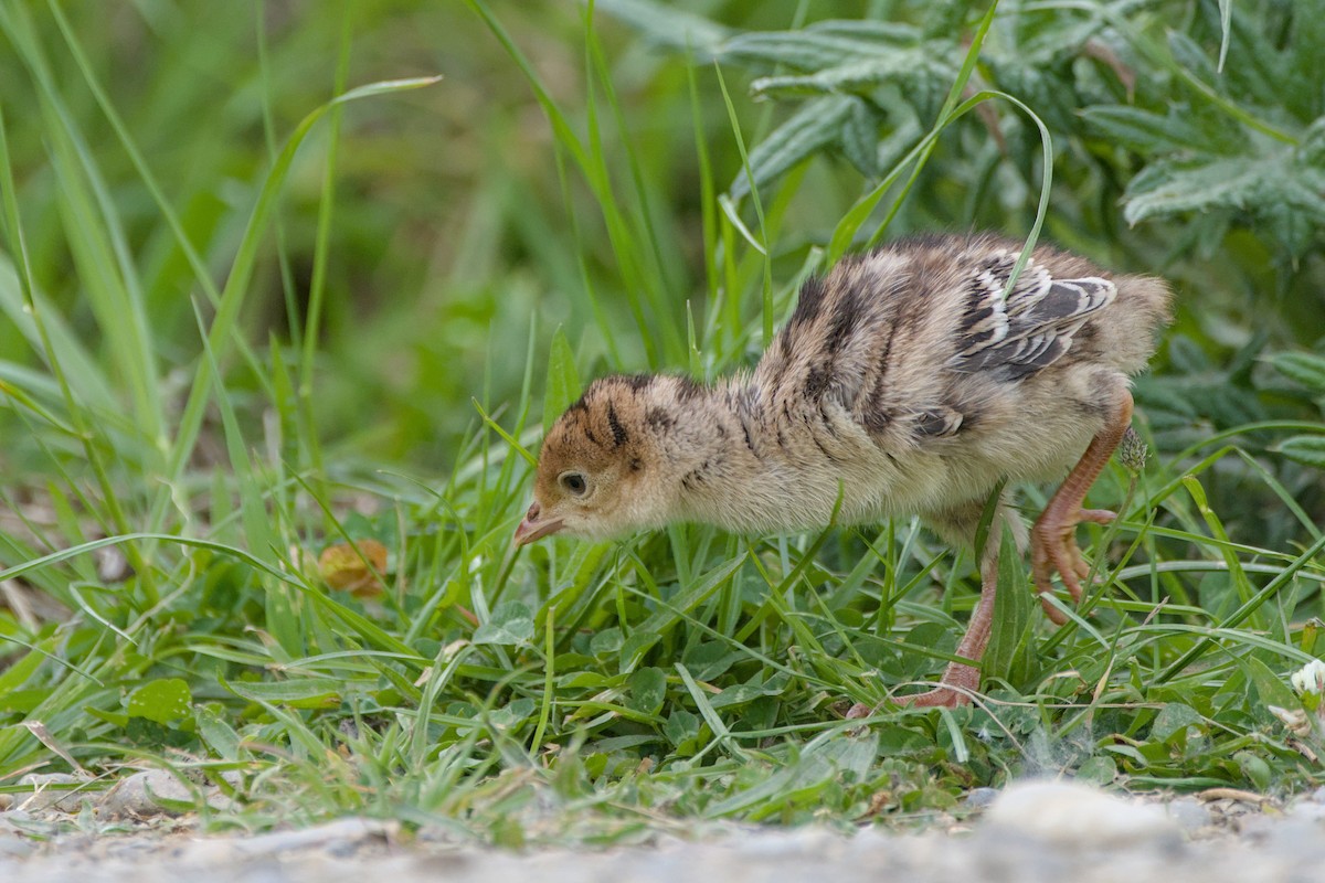 シチメンチョウ - ML644419355