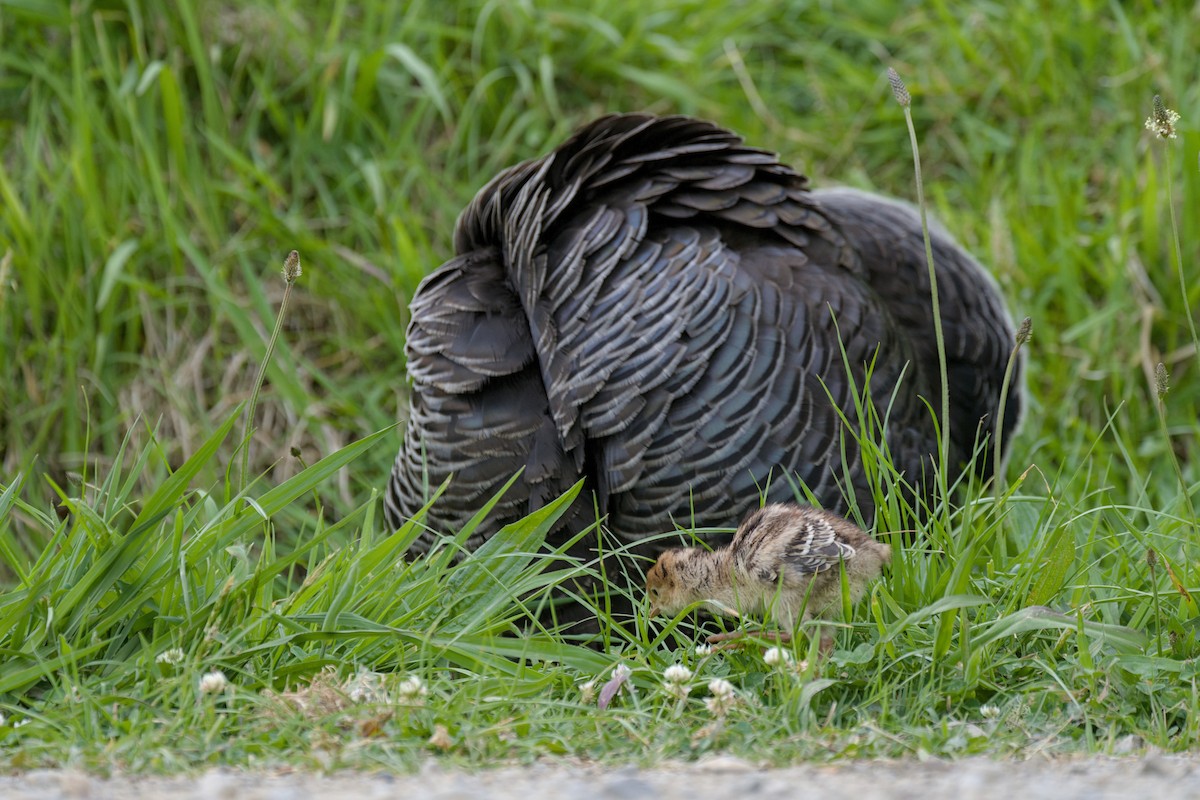 シチメンチョウ - ML644419359