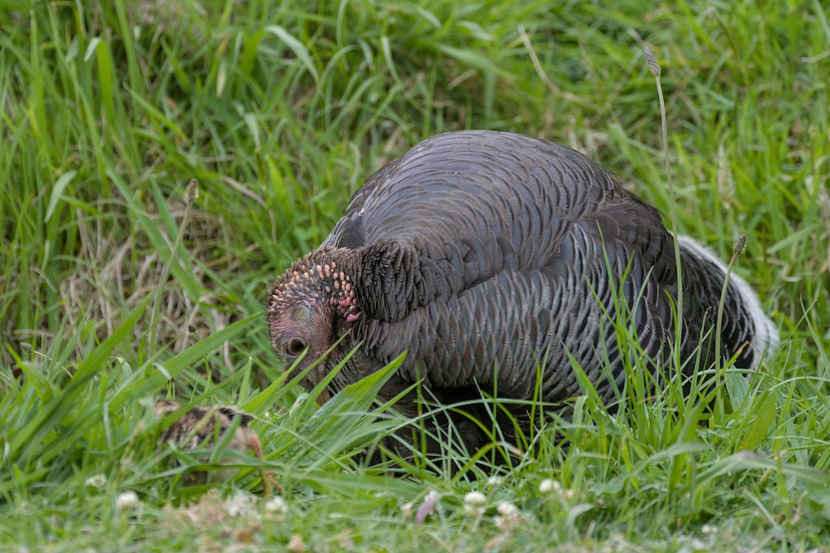 シチメンチョウ - ML644419373