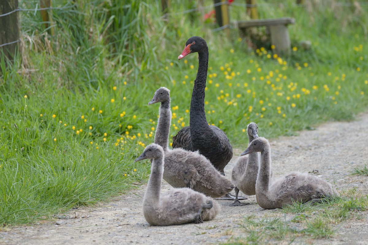 黑天鵝 - ML644419376