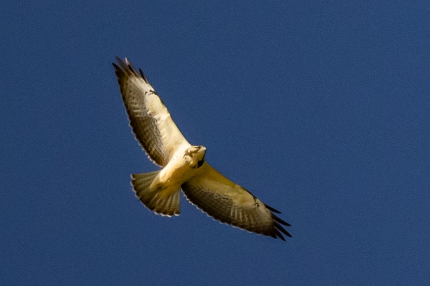 Broad-winged Hawk - ML644419377