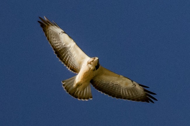 Broad-winged Hawk - ML644419378