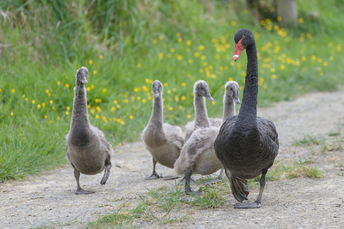 黑天鵝 - ML644419384