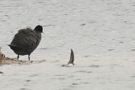 Bank Swallow - ML644419387