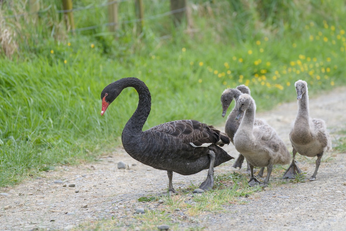 黑天鵝 - ML644419388