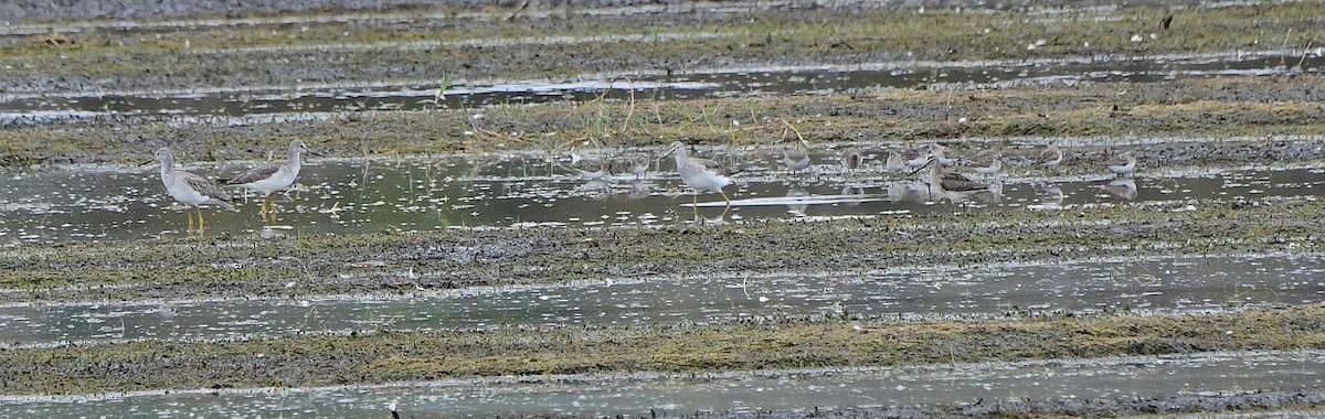 Tundraschlammläufer - ML644419396