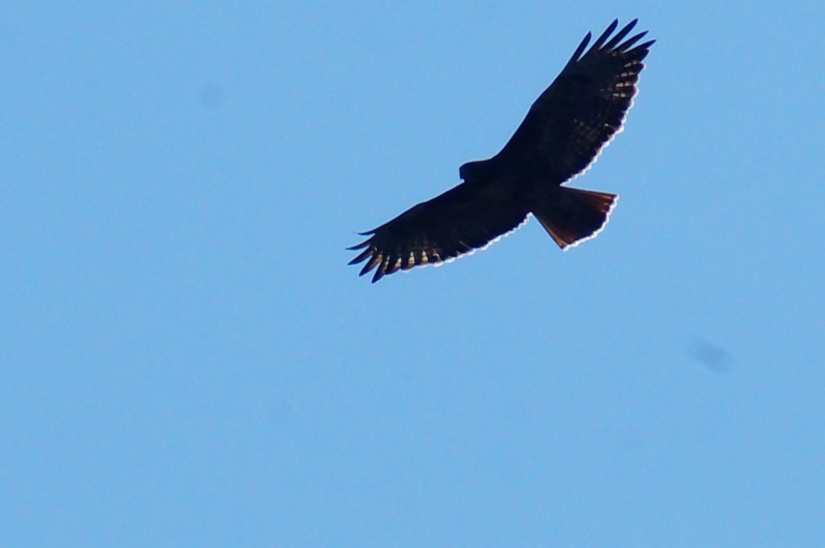 Red-tailed Hawk - ML644419398