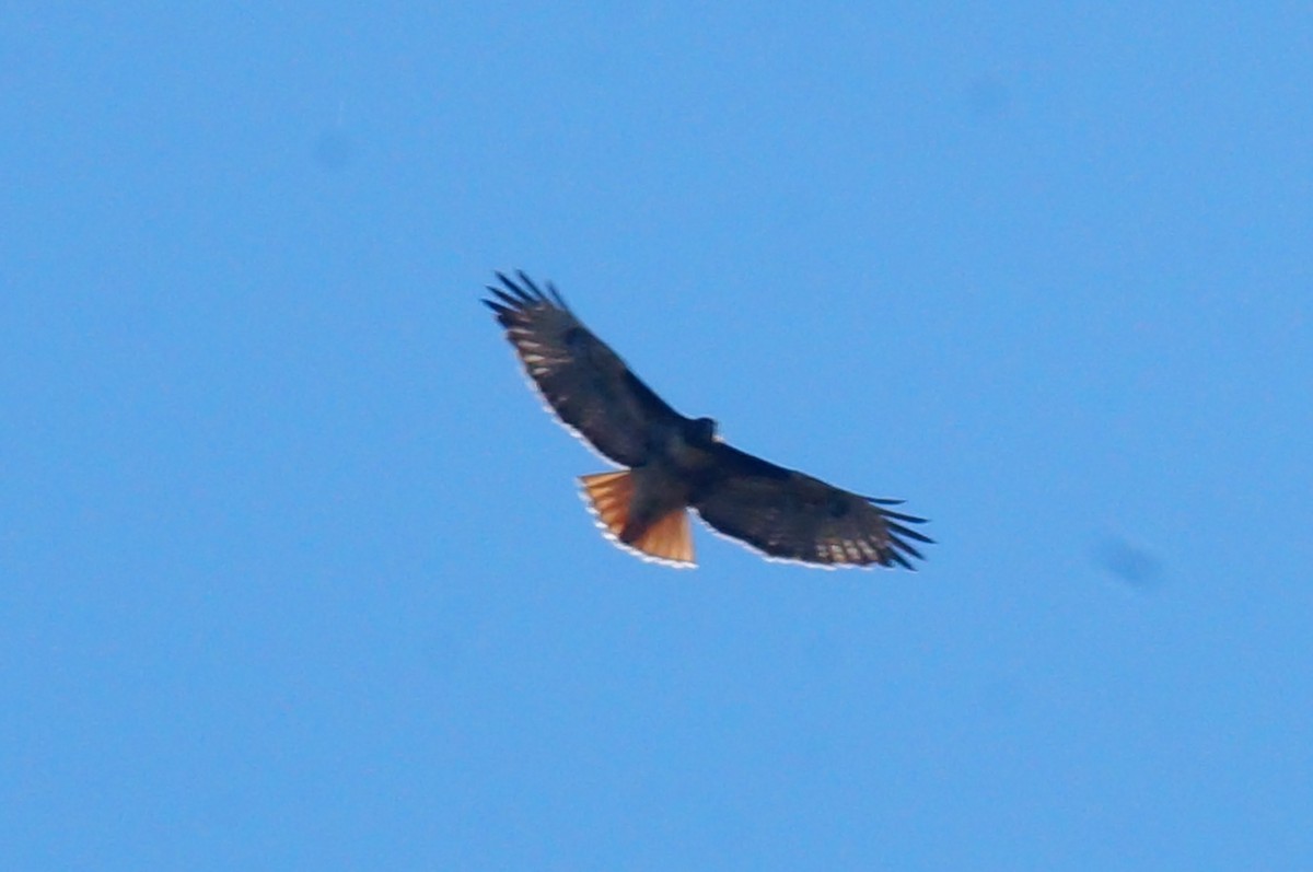 Red-tailed Hawk - ML644419399