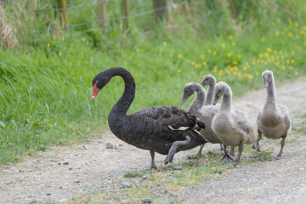 黑天鵝 - ML644419400