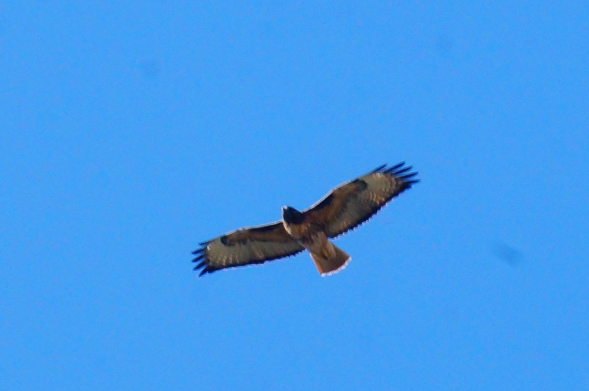Red-tailed Hawk - ML644419402