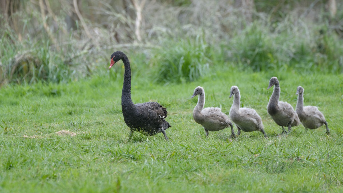 黑天鵝 - ML644419405