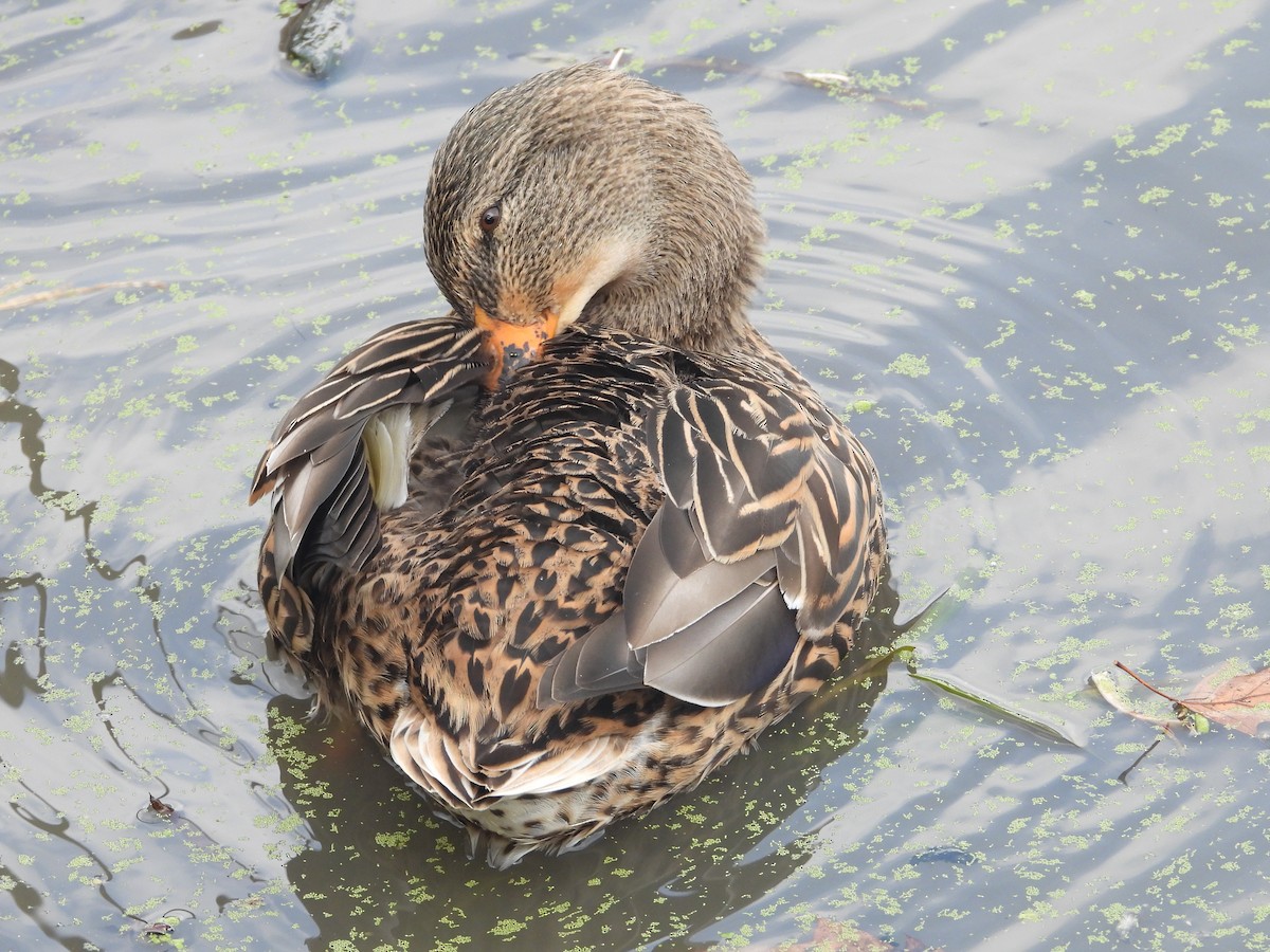 Крижень звичайний - ML644419408