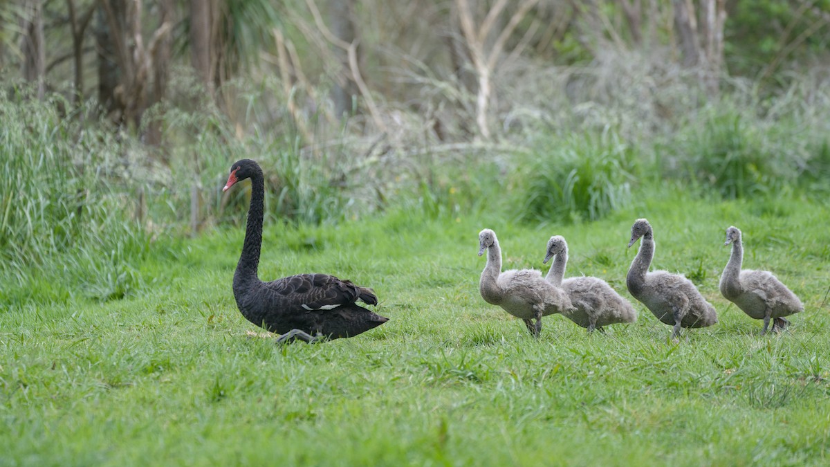 黑天鵝 - ML644419411