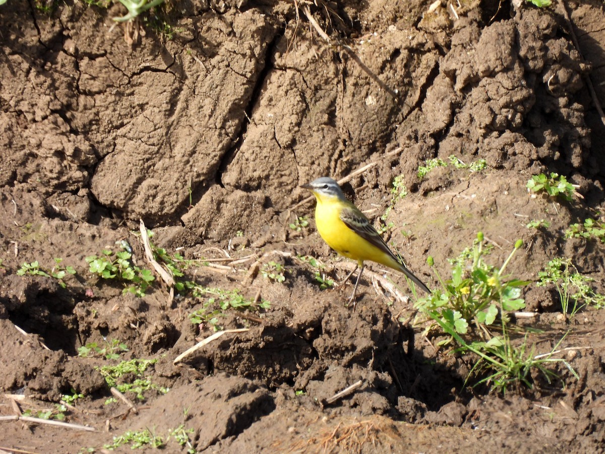 gulerle (flava) - ML644419423