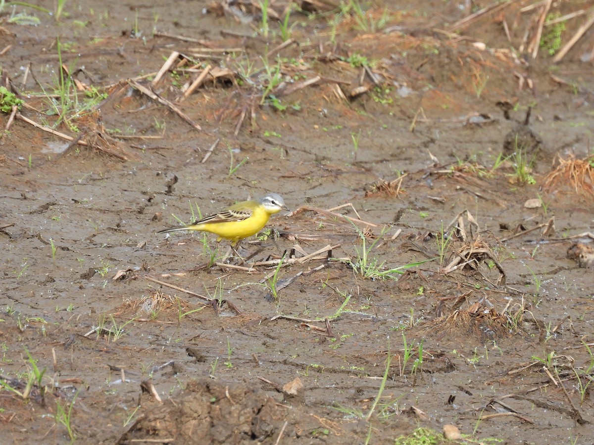 gulerle (flava) - ML644419424