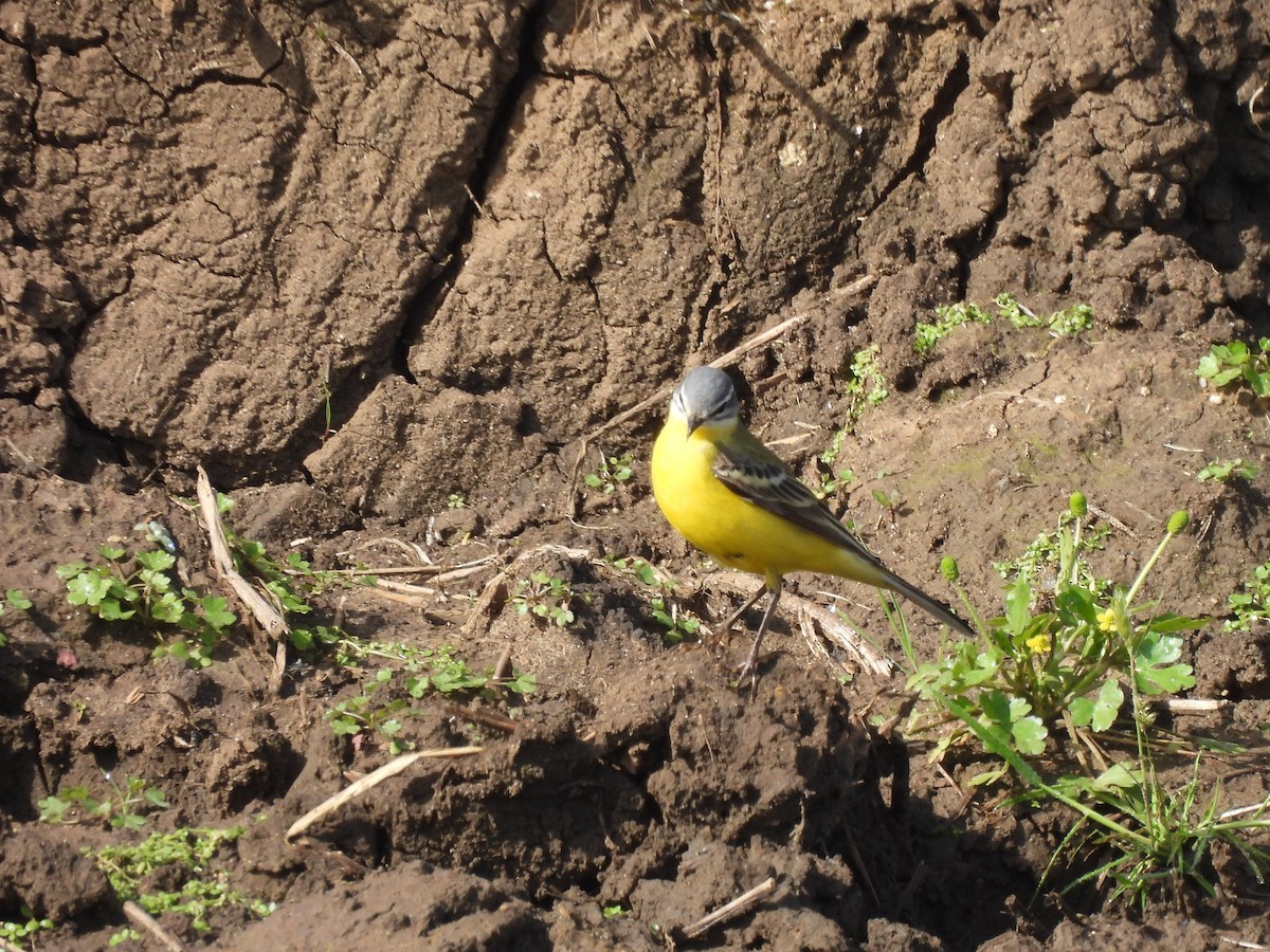 gulerle (flava) - ML644419425