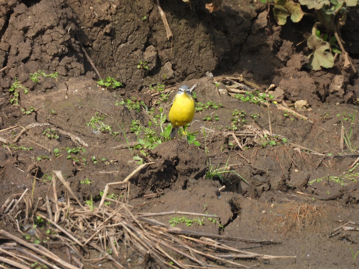 gulerle (flava) - ML644419426