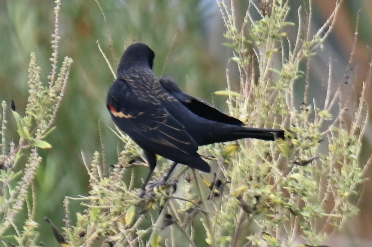 Al Kanatlı Karatavuk - ML644419438