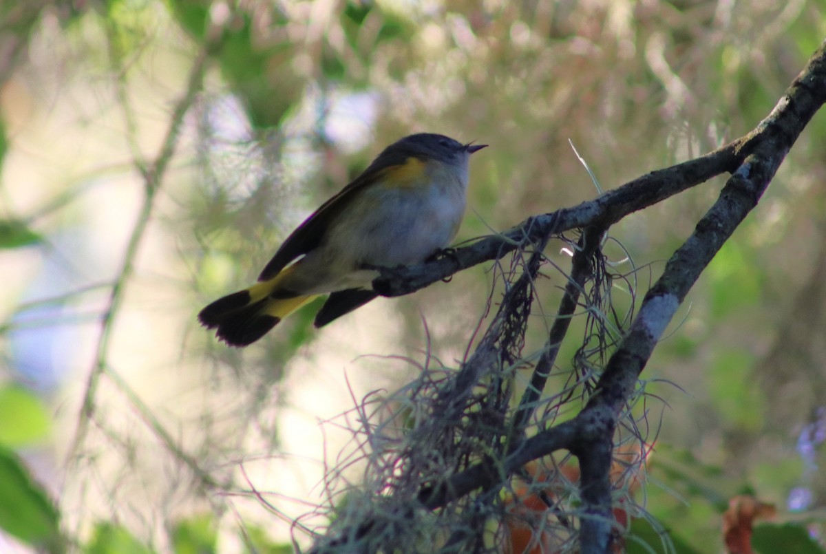 American Redstart - ML644419439