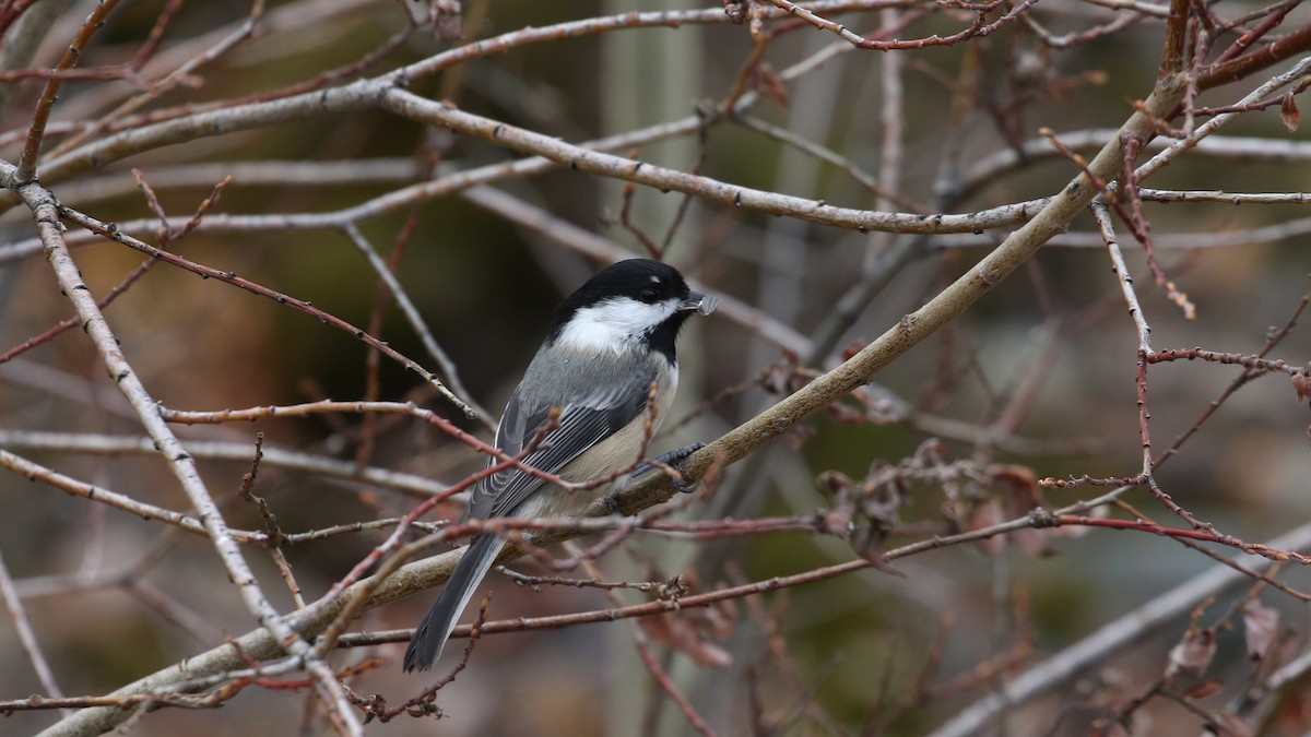 Black-capped Chickadee - ML644419451