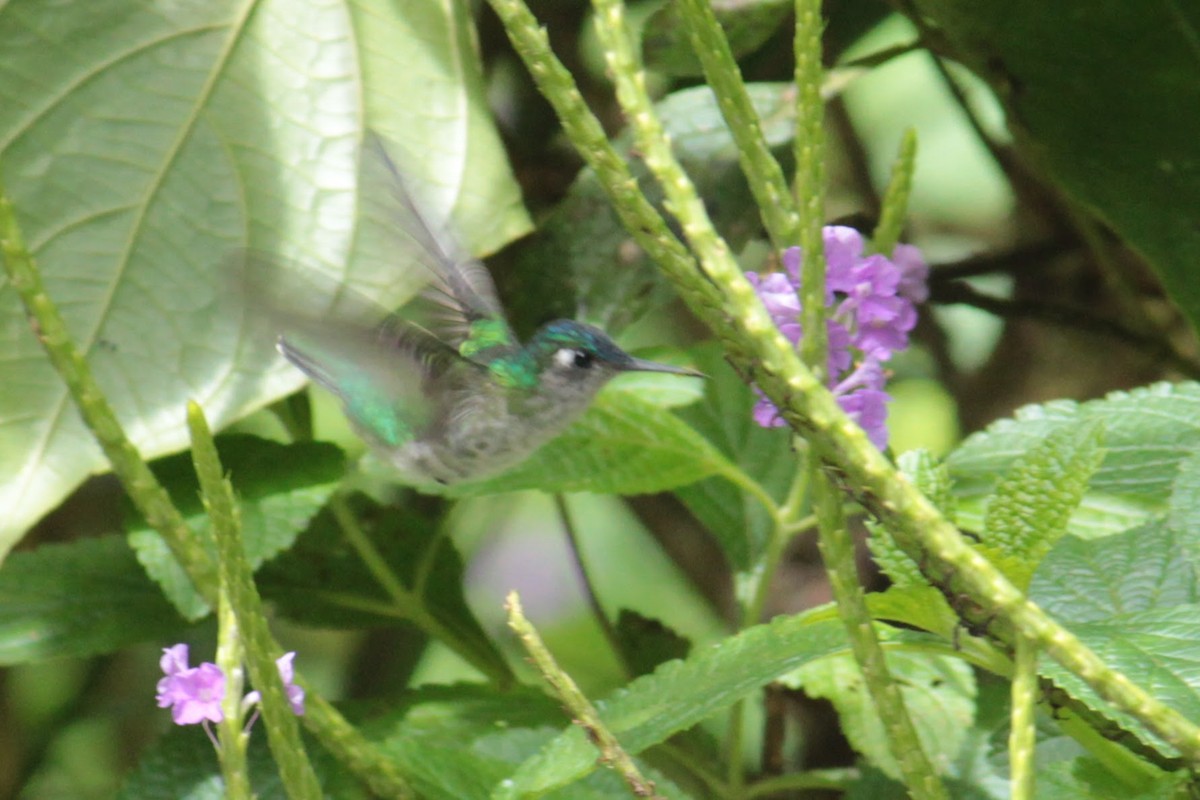 スミレガシラハチドリ - ML644419452