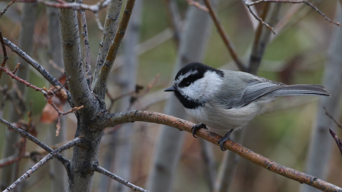 Mountain Chickadee - ML644419458