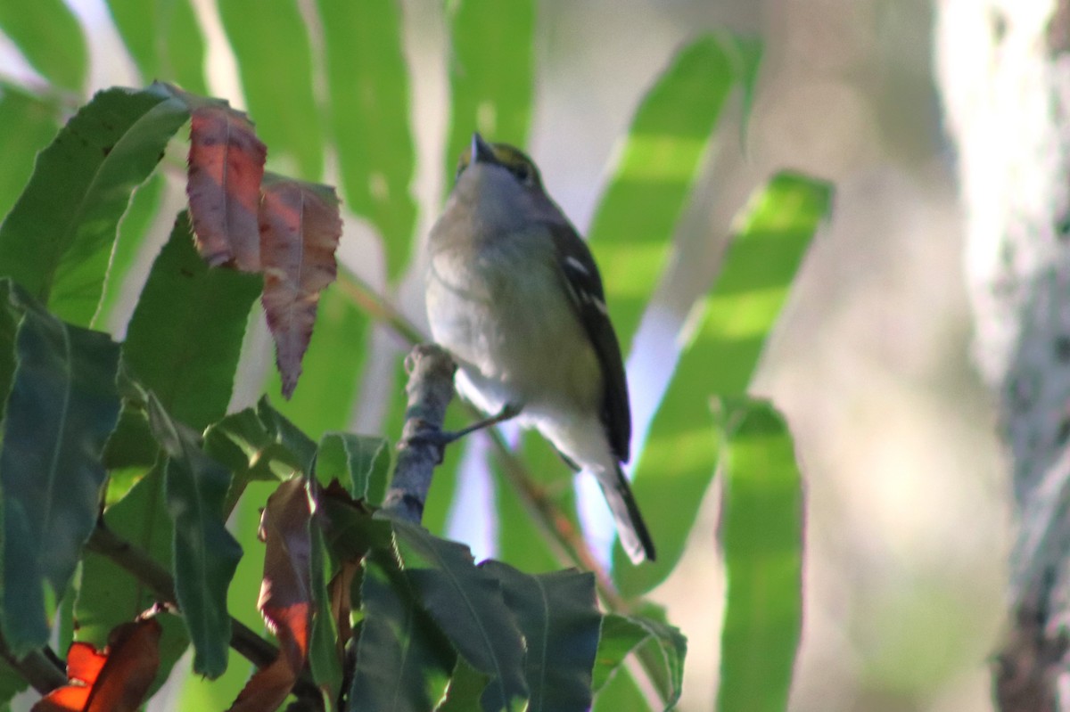 Белоглазый виреон - ML644419460