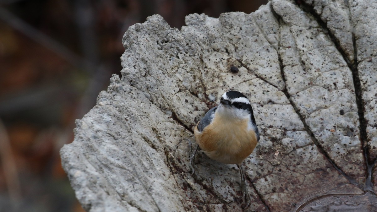 Red-breasted Nuthatch - ML644419479