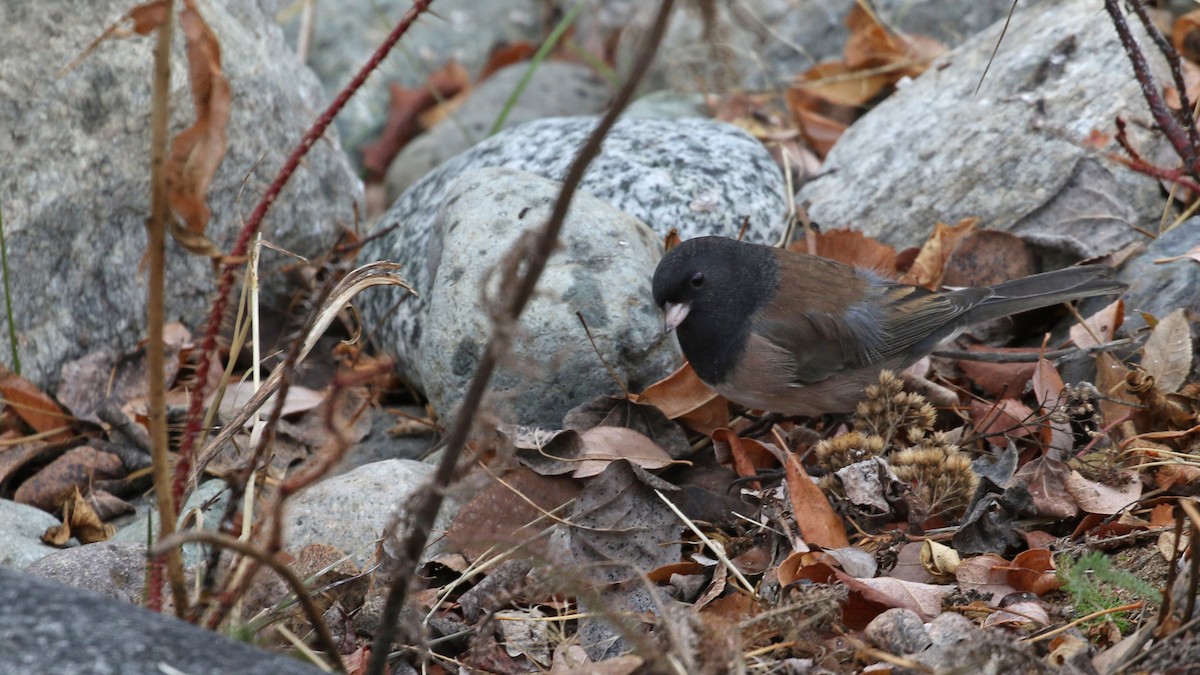 Dark-eyed Junco - ML644419483