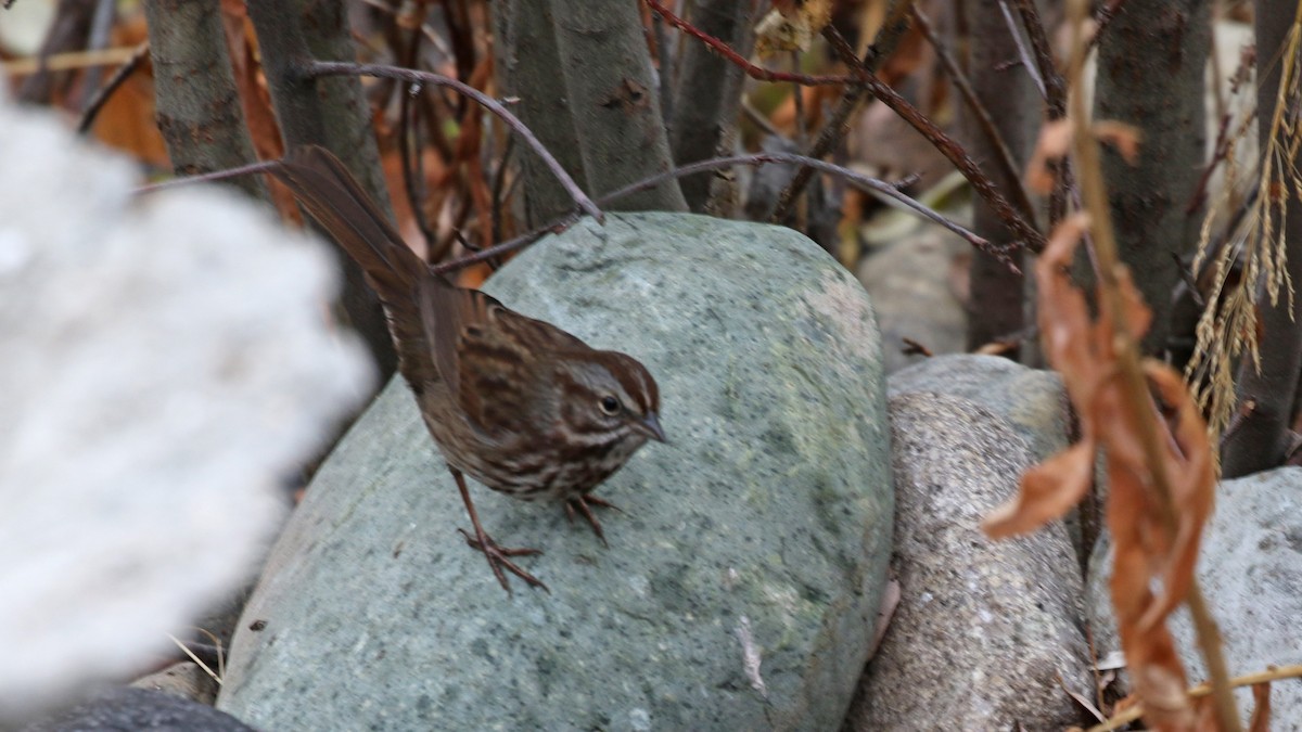 Song Sparrow - ML644419486
