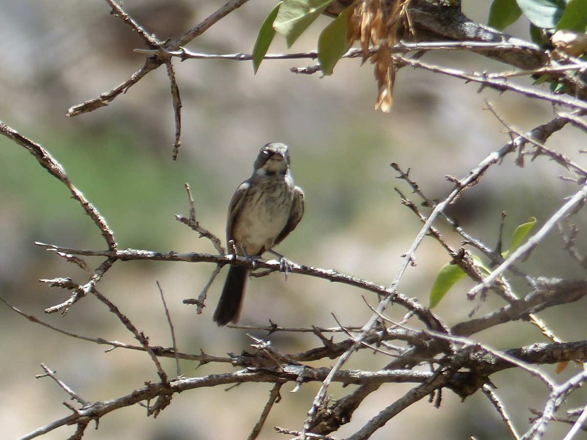 Black-throated Sparrow - ML644419487
