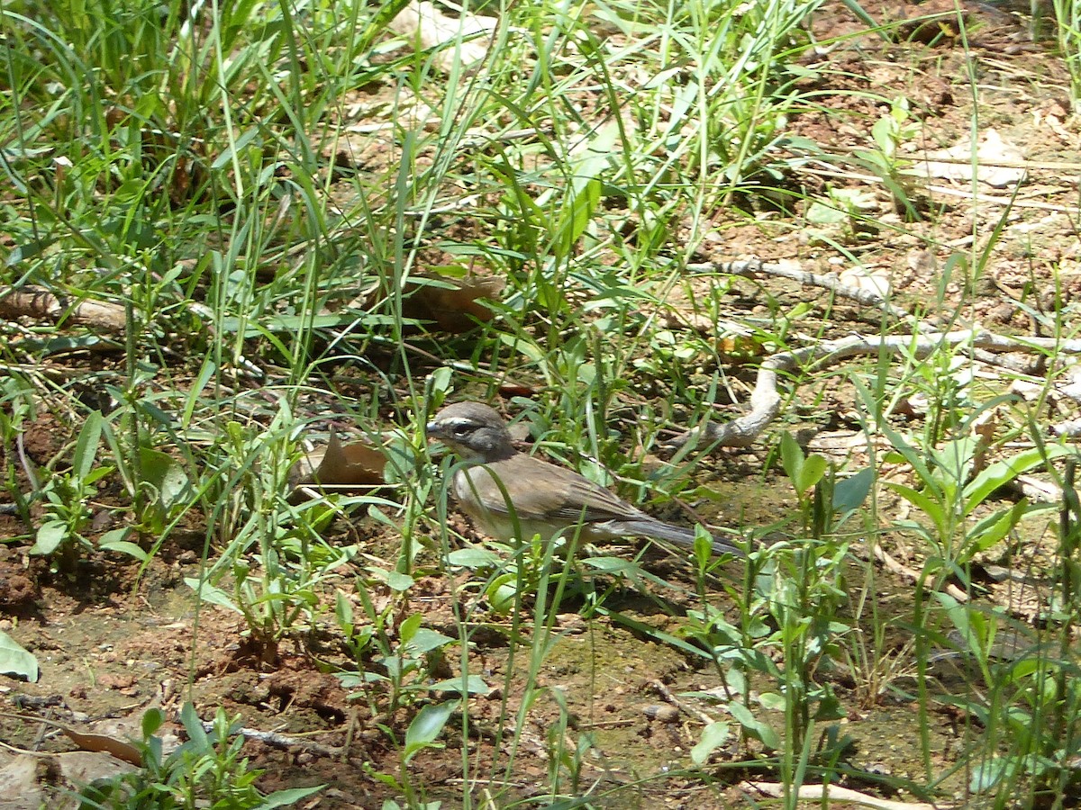 Black-throated Sparrow - ML644419488