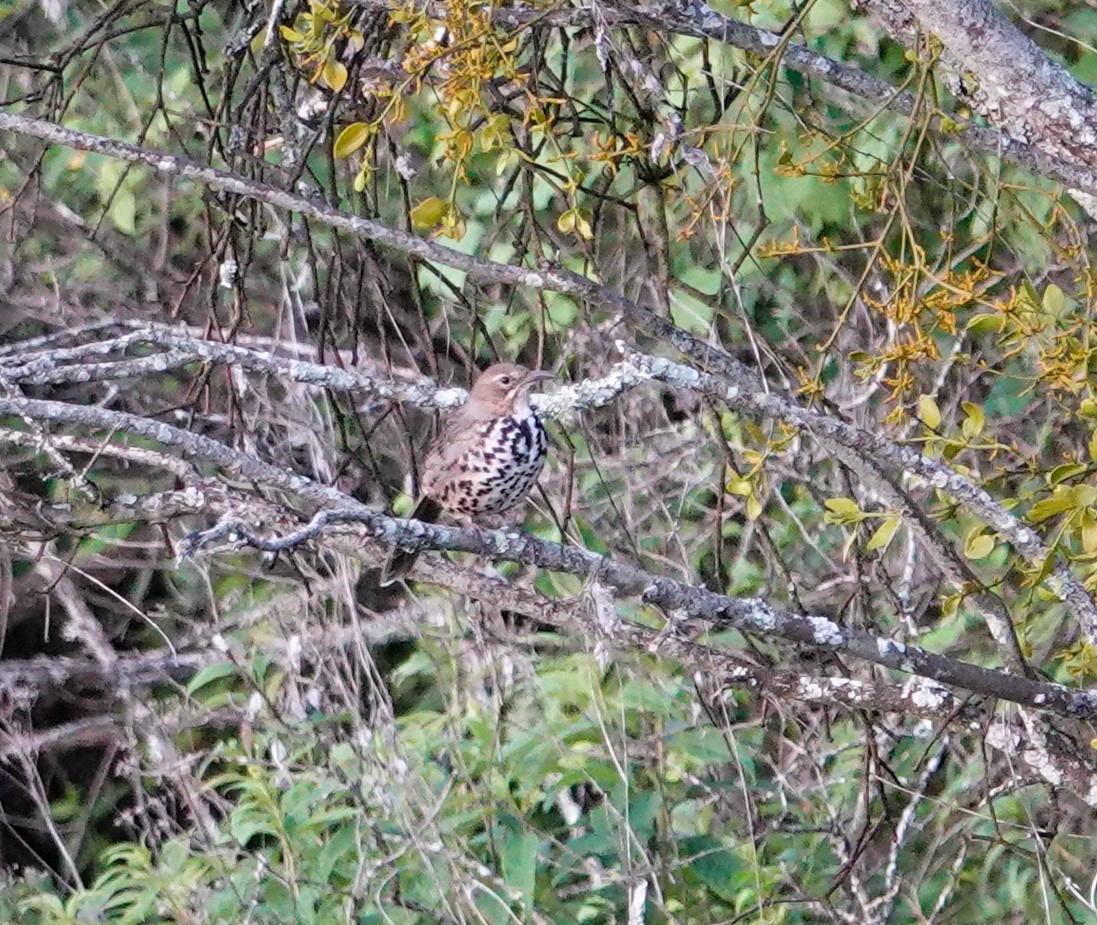Ocellated Thrasher - ML644419494