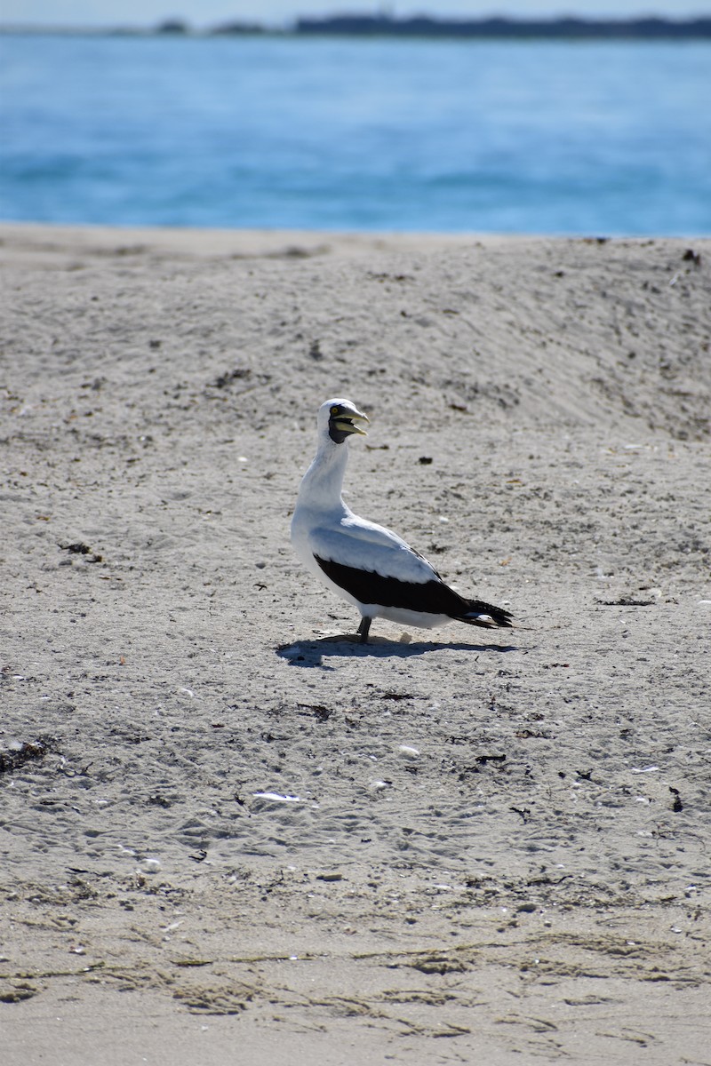Masked Booby - ML644419498