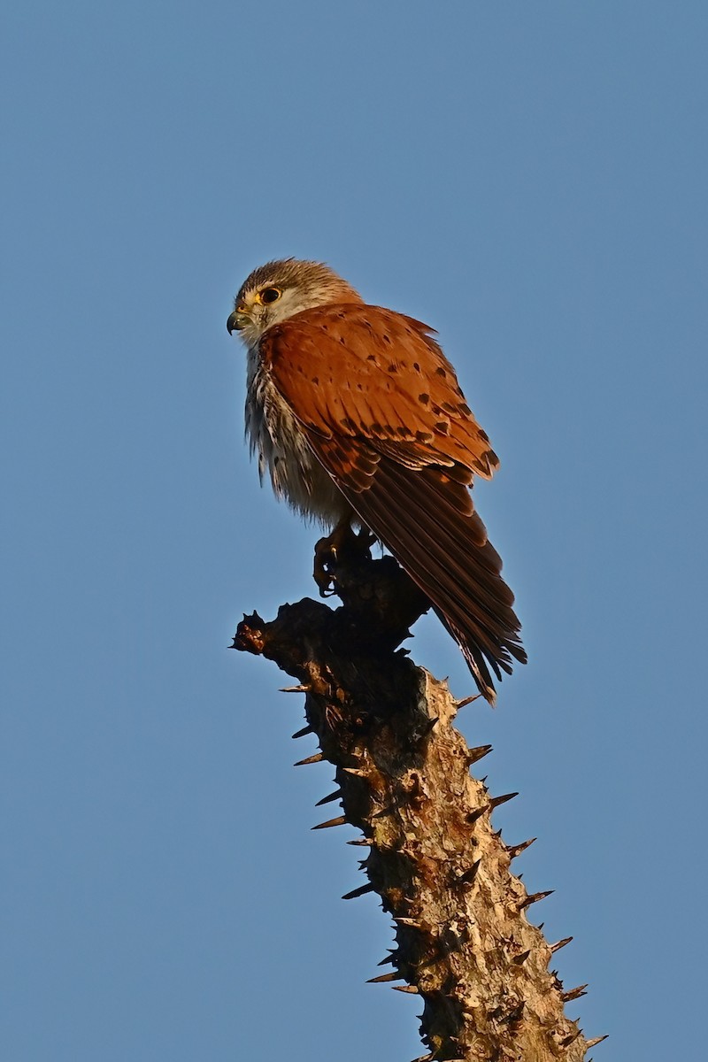 Malagasy Kestrel - ML644419502