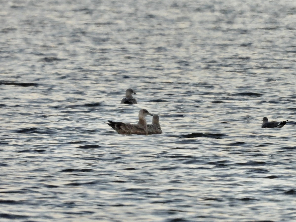 アメリカセグロカモメ - ML644419503