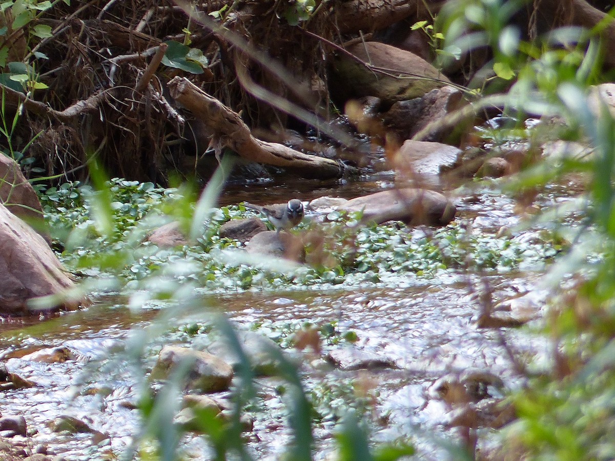 Black-throated Sparrow - ML644419530