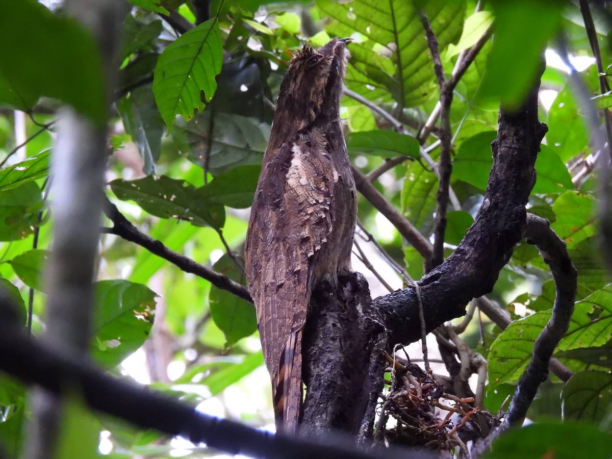 Поту довгохвостий - ML644419534