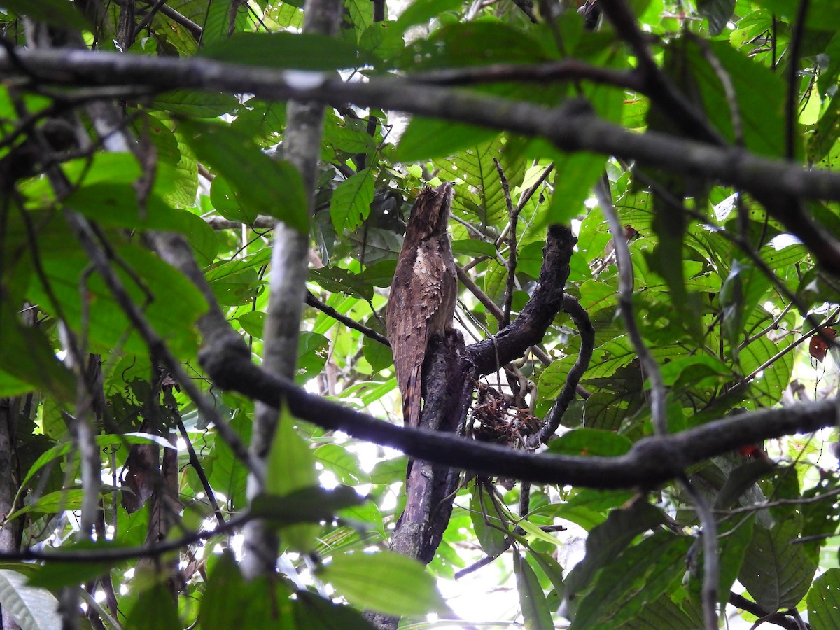 Поту довгохвостий - ML644419535