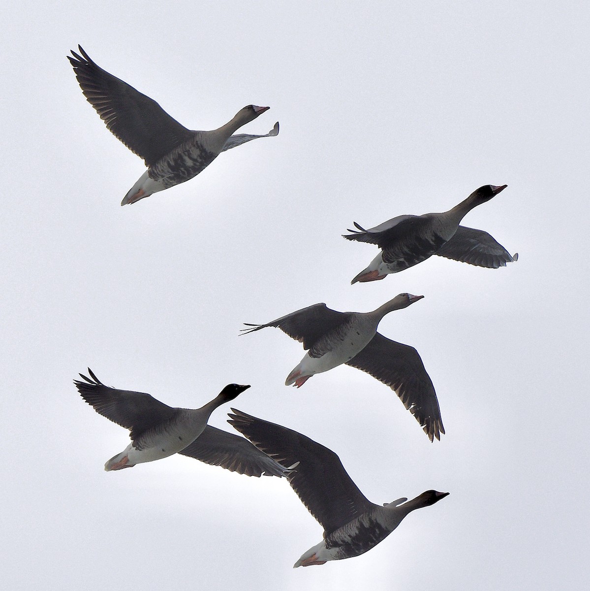 Blässgans - ML644419536