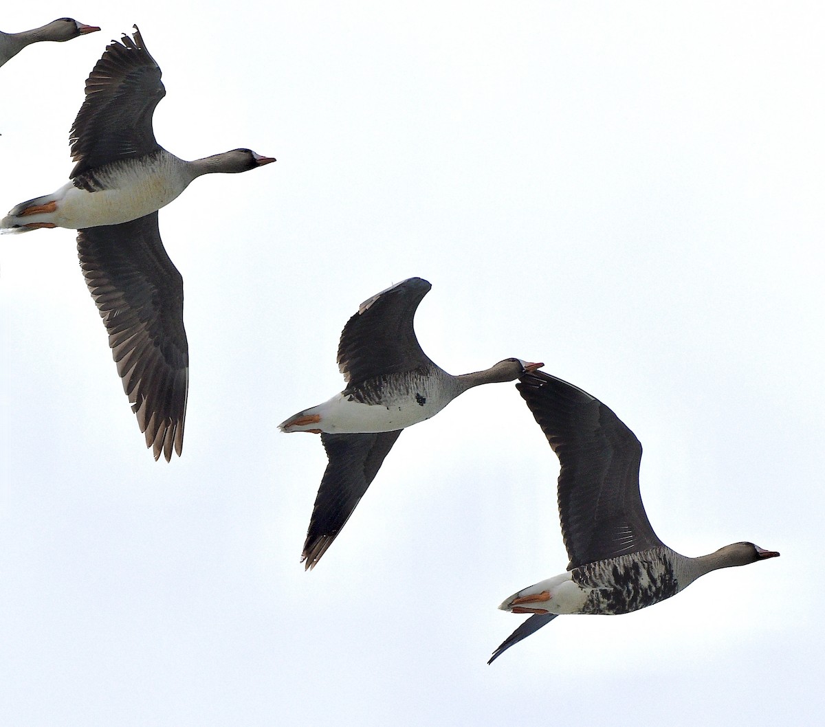 Blässgans - ML644419539