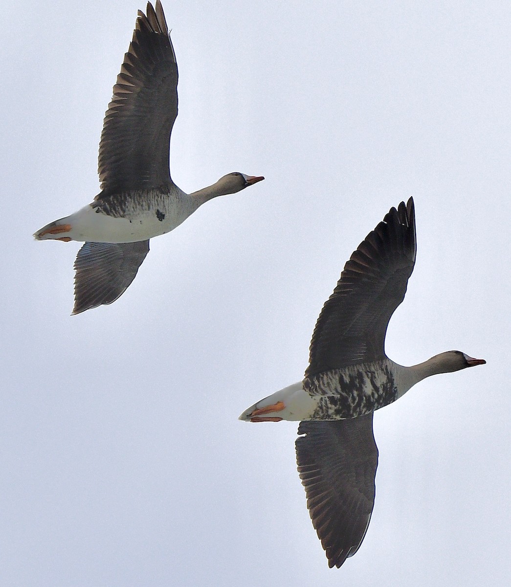 Blässgans - ML644419550