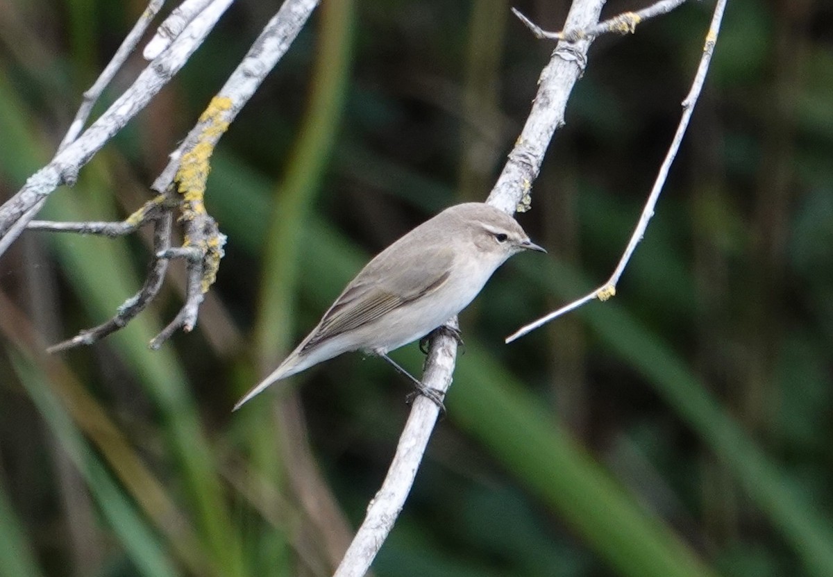Common Chiffchaff (Siberian) - ML644419553