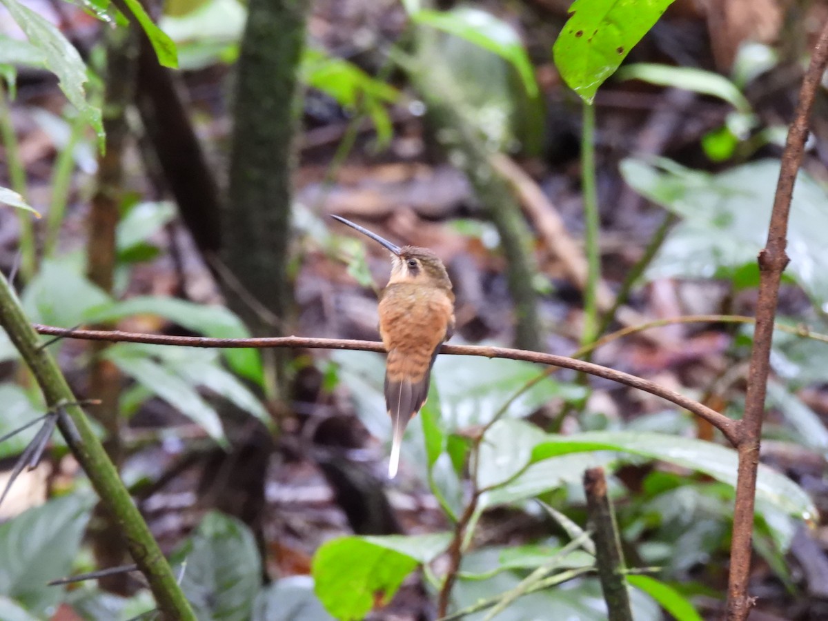 kolibřík olivohřbetý - ML644419555