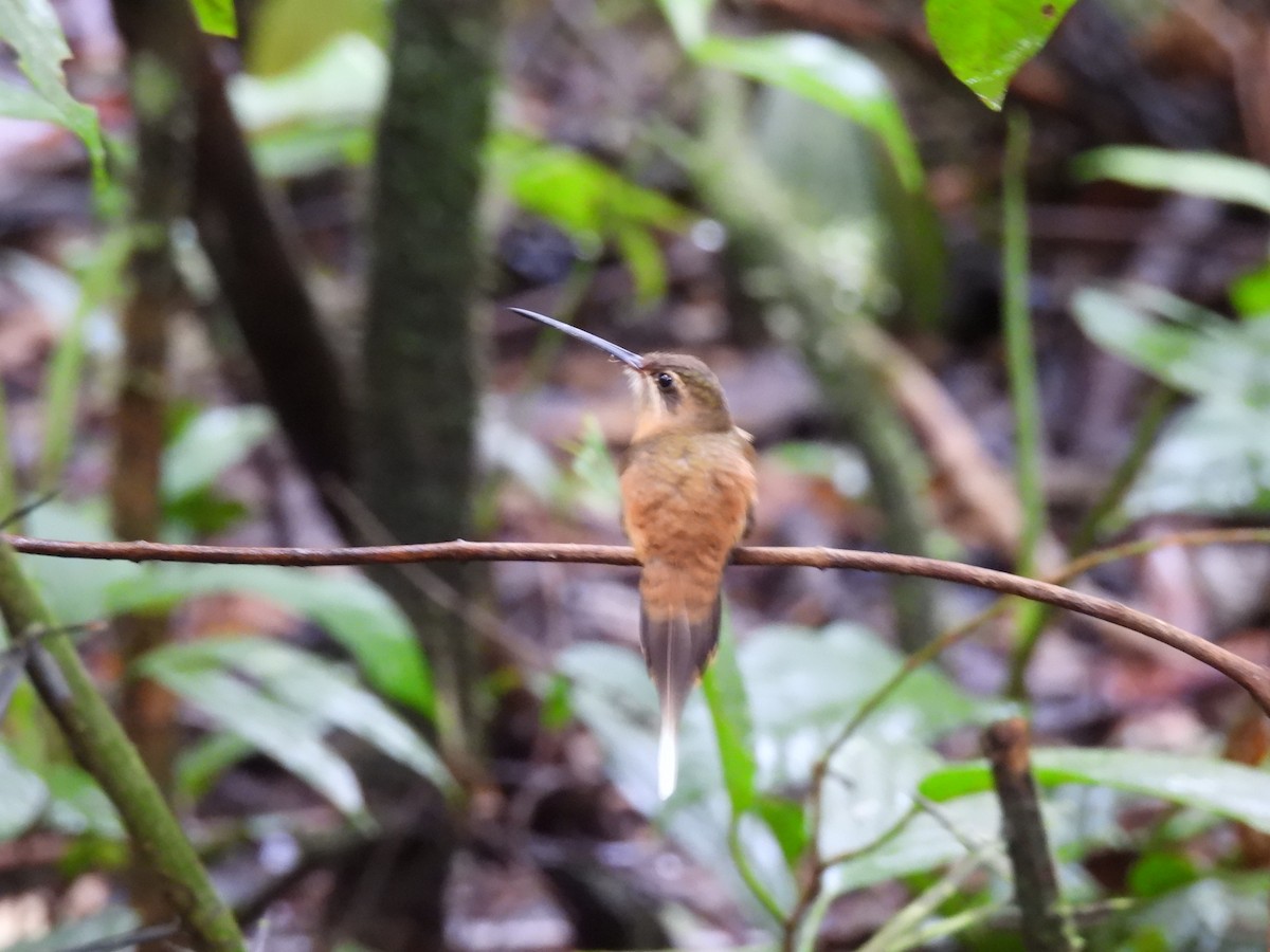 kolibřík olivohřbetý - ML644419556