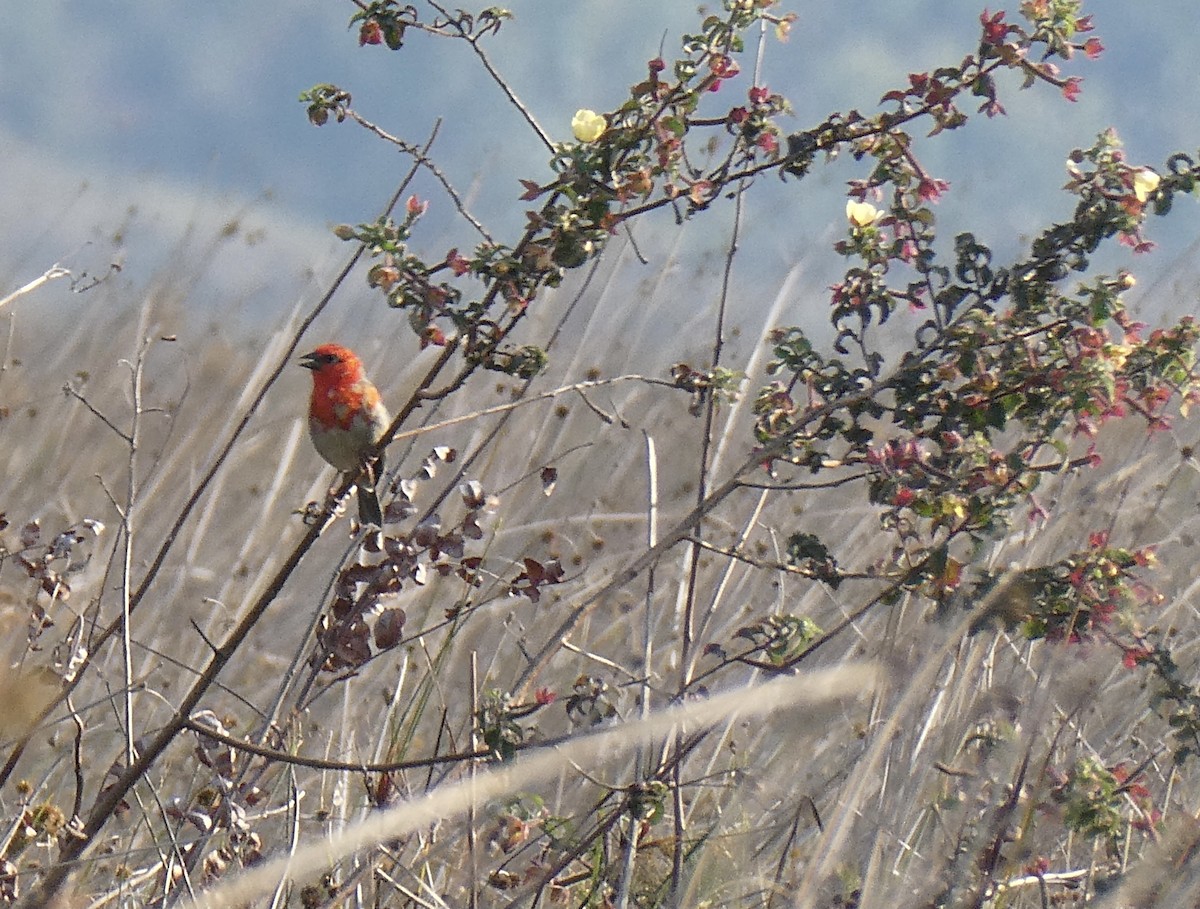 ベニノジコ - ML644419561